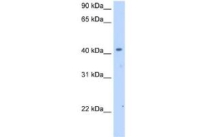 WB Suggested Anti-SLC25A24 Antibody Titration:  2. (SLC25A24 anticorps  (Middle Region))