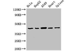 Western Blot Positive WB detected in: Hela whole cell lysate, HepG2 whole cell lysate, A549 whole cell lysate, Rat heart tissue, Rat spleen tissue All lanes: EIF3M antibody at 2. (Eukaryotic Translation Initiation Factor 3, Subunit M (EIF3M) (AA 2-374) anticorps)