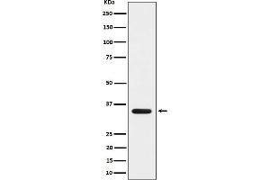 Western blot analysis of MLD expression in 293 cell lysate.