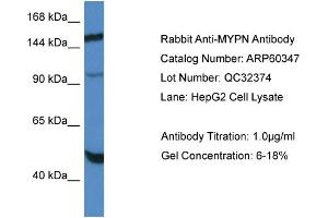 Western Blotting (WB) image for anti-Myopalladin (MYPN) (C-Term) antibody (ABIN2788415)