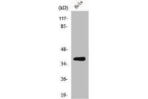 Western Blot analysis of MCF7 cells using ERdj3 Polyclonal Antibody (DNAJB11 anticorps  (Internal Region))