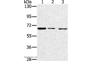 Western blot analysis of A172, hela and hepg2 cell, using IGF2BP3 Polyclonal Antibody at dilution of 1:200 (IGF2BP3 anticorps)