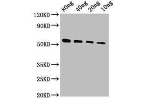 Western Blot Positive WB detected in Recombinant protein All lanes: VP40 antibody at 1:2000 Secondary Goat polyclonal to rabbit IgG at 1/50000 dilution Predicted band size: 51 kDa Observed band size: 51 kDa (VP4 (AA 1-326) anticorps)