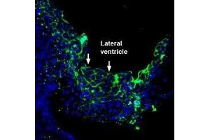 Expression of PMCA3 in rat choroid plexus - Immunohistochemical staining of perfusion-fixed frozen rat brain sections with Anti-PMCA3 Antibody (ABIN7042957, ABIN7044144 and ABIN7044145), (1:200), followed by goat-anti-rabbit-AlexaFluor-488.
