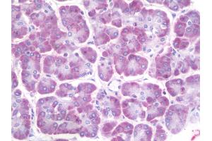 Anti-Ceramide Kinase / CERK antibody IHC staining of human pancreas. (CERK anticorps  (AA 487-516))