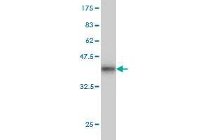 Western Blot detection against Immunogen (36.