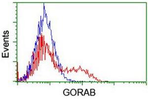 Image no. 2 for anti-Golgin, RAB6-Interacting (GORAB) (AA 35-394) antibody (ABIN1491439) (GORAB anticorps  (AA 35-394))