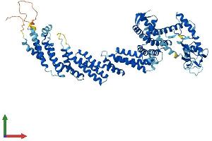 AlphaFold protein structure predicition of Human Recombinant CUL1 Protein, UniprotID Q13616