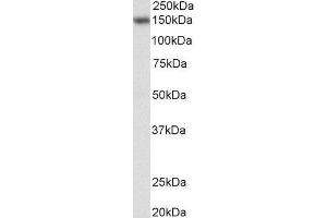 ABIN4902710 (0. (NFATC3 anticorps)