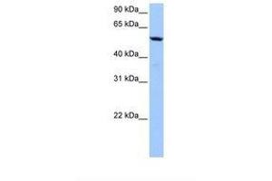 C18orf54 抗体  (AA 228-277)