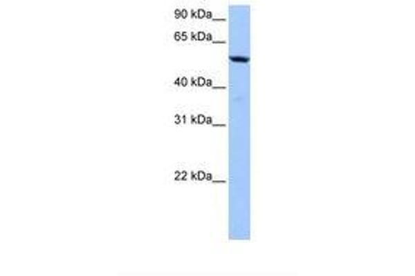 C18orf54 Antikörper  (AA 228-277)