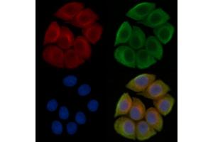 ABIN7095404 and ABIN7099461 staining Hela cells(45 min of heat-shock treatment) by IF/ICC. (HS6ST2 anticorps)
