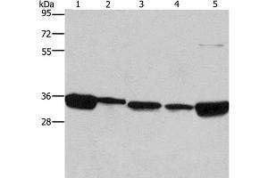 Western Blot analysis of 293T, A431, NIH/3T3, hela and hepG2 cell using ELAVL1 Polyclonal Antibody at dilution of 1:667 (ELAVL1 anticorps)
