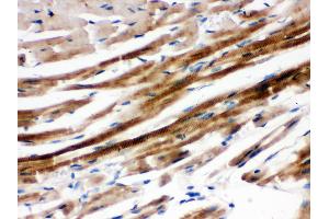 Anti- SHP2 Picoband antibody,IHC(P) IHC(P): Mouse Cardiac Muscle Tissue