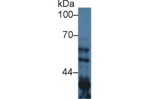 Western Blot; Sample: Mouse Lung lysate; Primary Ab: 1µg/ml Rabbit Anti-Mouse GSK3a Antibody Second Ab: 0. (GSK3 alpha anticorps  (AA 122-406))