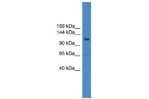 WB Suggested Anti-USP38 Antibody Titration: 0. (USP38 anticorps  (Middle Region))