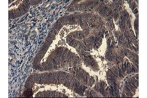 Image no. 4 for anti-Indoleamine 2,3-Dioxygenase 1 (IDO1) antibody (ABIN1498791)