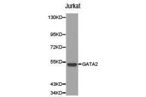Western Blotting (WB) image for anti-GATA Binding Protein 2 (GATA2) antibody (ABIN1872782) (GATA2 anticorps)
