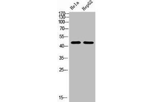 Western Blot analysis of HELA HEPG2 using Tubulin α Polyclonal Antibody (TUBA1B anticorps  (C-Term))