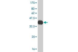 Western Blot detection against Immunogen (36.