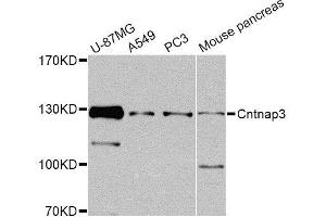 Western blot analysis of extracts of various cell lines, using Cntnap3 Antibody (ABIN5974876) at 1/1000 dilution. (CNTNAP3 anticorps)