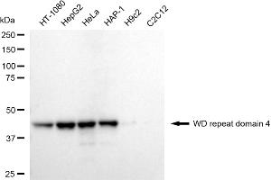 anti-WD Repeat Domain 4 (WDR4) antibody