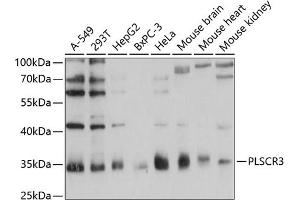 Western blot analysis of extracts of various cell lines, using PLSCR3 antibody (ABIN6132499, ABIN6145798, ABIN6145799 and ABIN6215981) at 1:1000 dilution. (PLSCR3 anticorps  (AA 1-295))