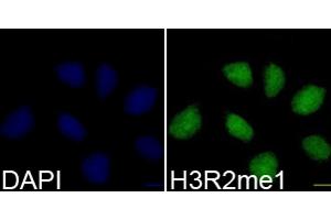Immunofluorescence analysis of 293T cells using H3R2me1 antibody (ABIN3017476, ABIN3017477, ABIN3017478 and ABIN6220105). (Histone 3 anticorps  (H3R2me))
