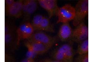 Immunofluorescence staining of methanol-fixed HeLa cells using SYT2 (phospho T202) polyclonal antibody . (SYT2 anticorps  (pThr202))