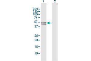 Western Blot analysis of SERPINB7 expression in transfected 293T cell line by SERPINB7 MaxPab polyclonal antibody. (SERPINB7 anticorps  (AA 1-380))