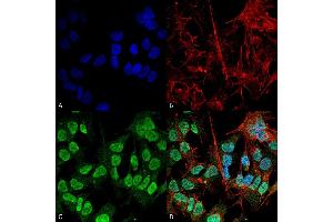 Immunocytochemistry/Immunofluorescence analysis using Mouse Anti-Alpha Synuclein Monoclonal Antibody, Clone 3F8 (ABIN5564091). (SNCA anticorps  (Atto 488))