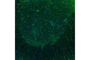 Immunofluorescent staining of mouse spinal cord with HTR3B polyclonal antibody . (Serotonin Receptor 3B anticorps  (AA 8-57))