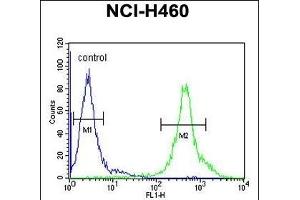 DENND1B Antibody (N-term) (ABIN654339 and ABIN2844110) flow cytometric analysis of NCI- cells (right histogram) compared to a negative control cell (left histogram).
