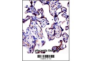 KCNA2 Antibody immunohistochemistry analysis in formalin fixed and paraffin embedded human placenta tissue followed by peroxidase conjugation of the secondary antibody and DAB staining.