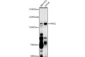 Western blot analysis of extracts of various cell lines, using PMS2 antibody  at 1:500 dilution. (PMS2 anticorps  (AA 390-670))