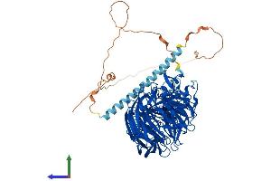 AlphaFold protein structure predicition of Human Recombinant EML1 Protein, UniprotID O00423