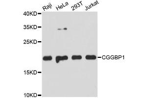 Western blot analysis of extracts of various cell lines, using CGGBP1 antibody (ABIN5972355) at 1:3000 dilution. (CGGBP1 anticorps)