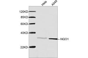 Western blot analysis of cell lysates using Rabbit Anti-NQO1 Polyclonal Antibody (ABIN399016, 1 µg/mL) The signal was developed with IRDyeTM 800 Conjugated Goat Anti-Rabbit IgG. (NQO1 anticorps  (C-Term))