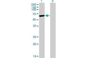 Western Blot analysis of CYP3A5 expression in transfected 293T cell line by CYP3A5 MaxPab polyclonal antibody.