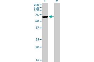 Western Blot analysis of CYP3A5 expression in transfected 293T cell line by CYP3A5 MaxPab polyclonal antibody. (CYP3A5 anticorps  (AA 1-502))
