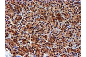 Image no. 9 for anti-Proteasome (Prosome, Macropain) Subunit, beta Type, 9 (Large Multifunctional Peptidase 2) (PSMB9) (AA 21-219) antibody (ABIN1491194)