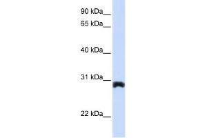 PEX11A antibody used at 1 ug/ml to detect target protein. (PEX11A anticorps  (Middle Region))