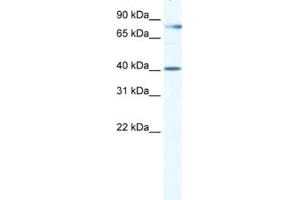 Western Blotting (WB) image for anti-TEA Domain Family Member 3 (TEAD3) antibody (ABIN2460727) (TEAD3 anticorps)