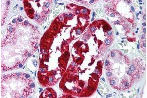 Human Kidney (formalin-fixed, paraffin-embedded) stained with ATG5 antibody ABIN296750 at 5 ug/ml followed by biotinylated goat anti-rabbit IgG secondary antibody ABIN481713, alkaline phosphatase-streptavidin and chromogen. (ATG5 anticorps  (AA 1-50))