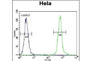 ZN Antibody (C-term) (ABIN655885 and ABIN2845286) flow cytometric analysis of Hela cells (right histogram) compared to a negative control cell (left histogram). (ZNF384 anticorps  (C-Term))