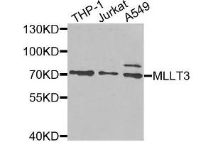 Western blot analysis of extracts of various cells, using MLLT3 antibody.