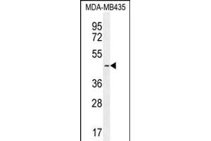LEF1 Antibody (N-term) (ABIN655987 and ABIN2845371) western blot analysis in MDA-M cell line lysates (35 μg/lane).