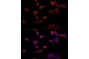 Immunofluorescence analysis of NIH-3T3 cells using WWOX Polyclonal Antibody  at dilution of 1:100 (40x lens). (WWOX anticorps  (AA 1-120))
