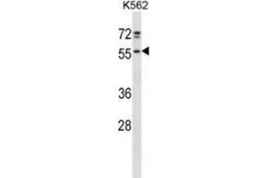 Western blot analysis in K562 cell line lysates (35ug/lane) using NFS  Antibody . (NFS1 anticorps  (Middle Region))