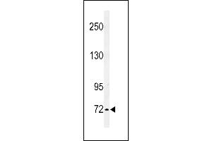 Western blot analysis of IL1RL2 Antibody (Center) 8817c in K562 cell line lysates (35 μg/lane). (IL1RAPL2 anticorps  (AA 372-401))
